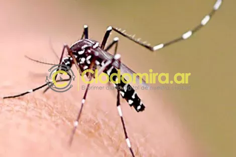 699032-dengue_0