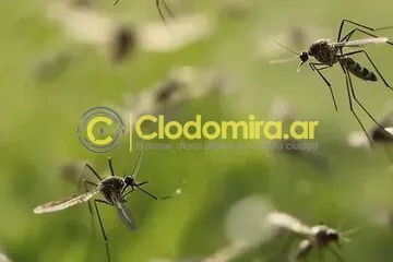 822827-mosquito-0