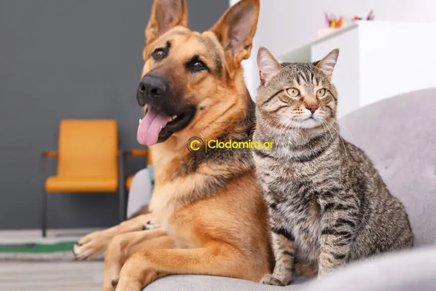 Cacho-e-gato-juntos-no-chao-posando-pra-foto_3