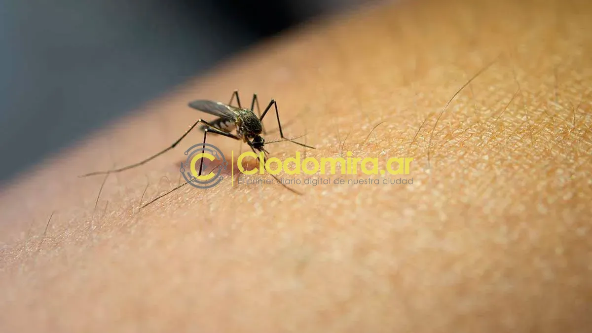 dengue-481750-195455