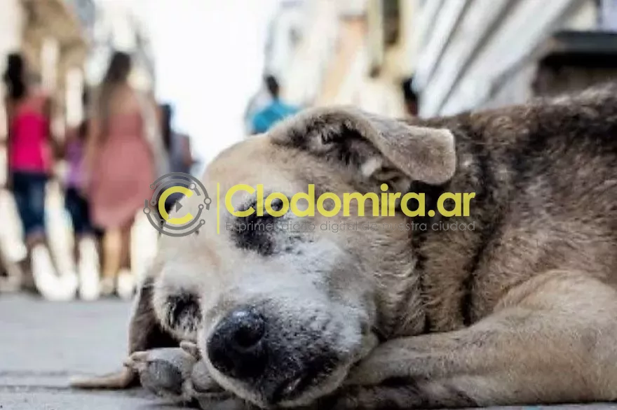 20210308121030_perro_callejero_copia
